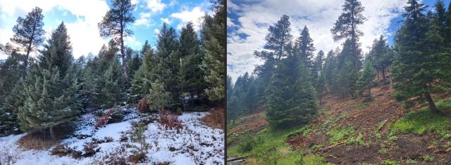 Two photos of pine trees on a hillside under a partly cloudy sky in a forested area showing before and after conditions of a fuels-reduction project.