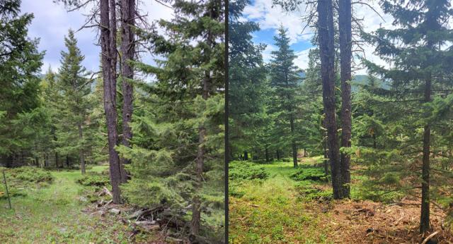 Two photos of an evergreen forest with tall pine trees and a mix of green underbrush showing before and after conditions of a fuels-reduction project.