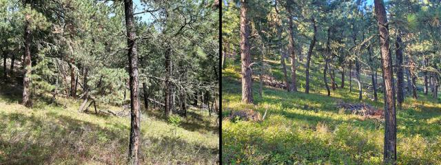 Two photos of sunlight filtering through tall pine trees in a dense forest showing before and after conditions of a fuels-reduction project.