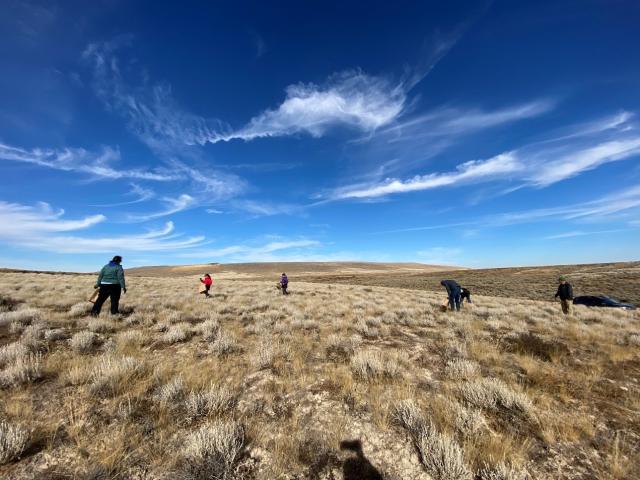 Birds of Prey Partnership volunteers collecting seeds. Photo courtesy of Steve Alsup.