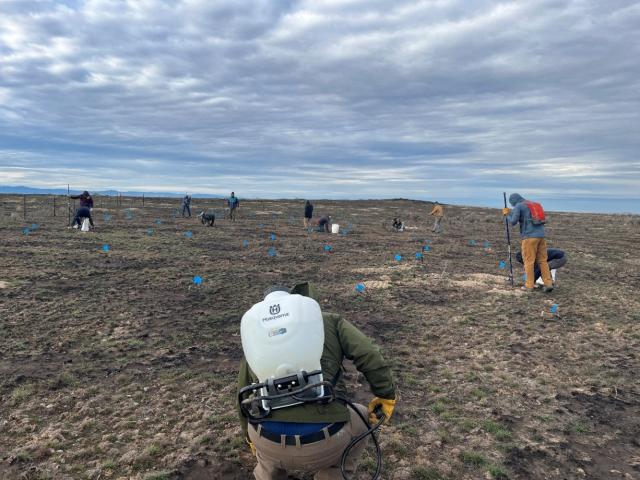 Employees and volunteers from BLM and partners planting sagebrush and forbs. Photo courtesy of BLM.