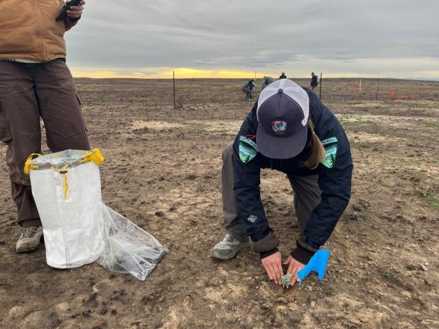 Sage brush being planted into the ground. Photo courtesy of BLM.