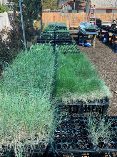 Backyard seedlings, photo courtesy of Steve Alsup.