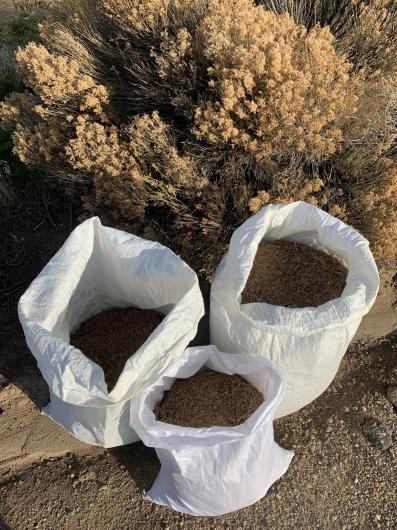 Seeds collected by BOPP. Photo courtesy of Steve Alsup.