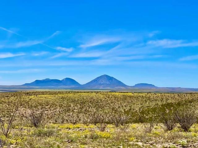 Landscape view of golden flowers with gray mountains in the background. 