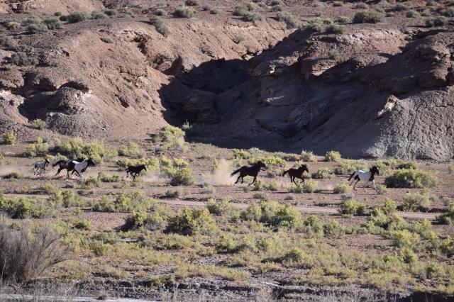 Horses running on Muddy Creek HMA range