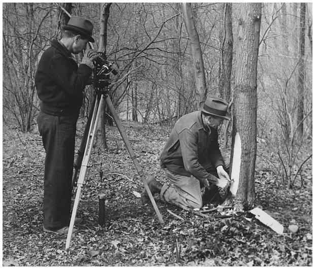 surveying with trees