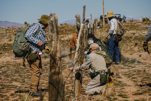 BLM staff joined forces with volunteers and the Backcountry Hunters & Anglers Association for a barbed wire replacement stewardship event in the Bootheel designed to protect pronghorn sheep. 