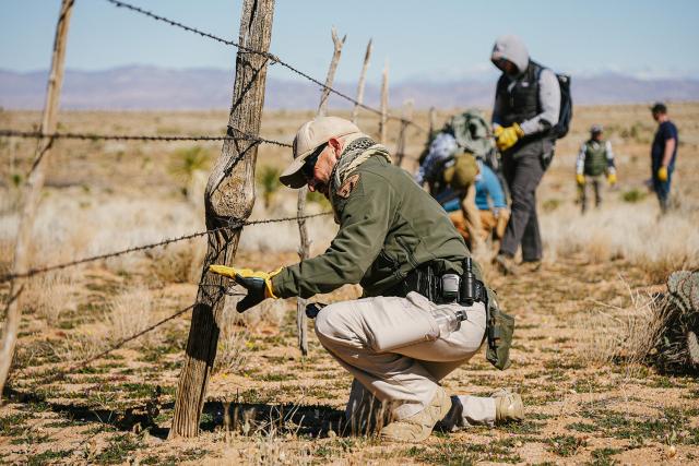 The lower strand of barbed wire was removed and replaced with a solid strand of wire 18” above the ground, designed to protect bighorn sheep. 