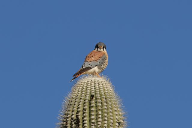 An American kestrel perches on top of a saguaro cactus in the Aravaipa Canyon Wilderness