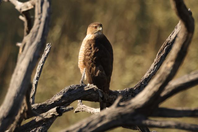 A large brown bird perches on a tree branch