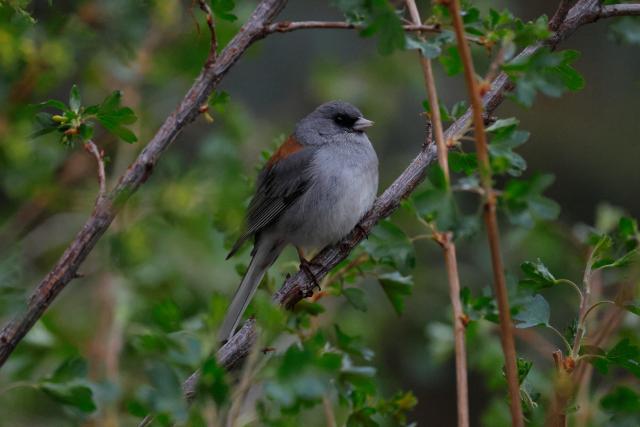 A grey bird is perched on tree branches