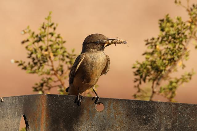 A brown bird has a bug in its beak