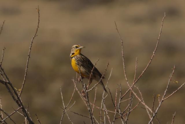A yellow bird perches on a tree