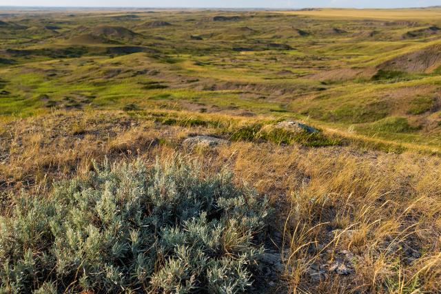 Rolling grassy hills stretch into the distance under a clear sky, with patches of green shrubs and dry grass in the foreground.
