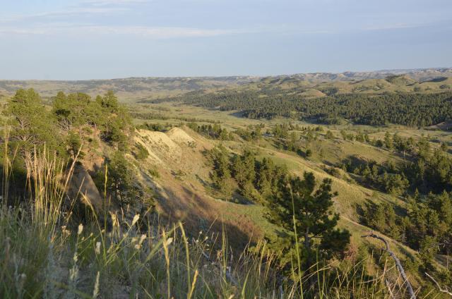 Rolling hills covered with green pine trees under a clear blue sky in a vast natural landscape.