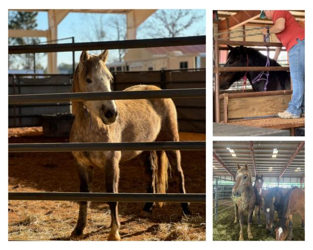 Three images of three different horses at adoption events.