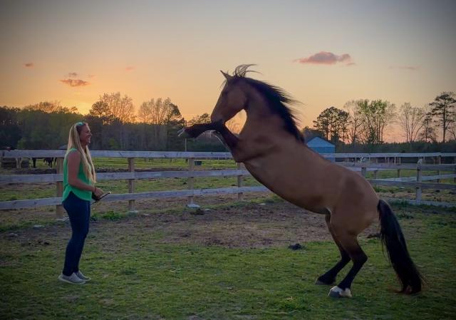 Woman on left and wild horse on right practicing Liberty tricks at sunset.