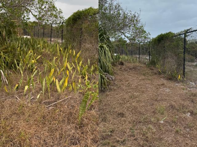 Side-by-side comparison of a garden area before and after clearing, showing dense plants and weeds removed to reveal bare ground.