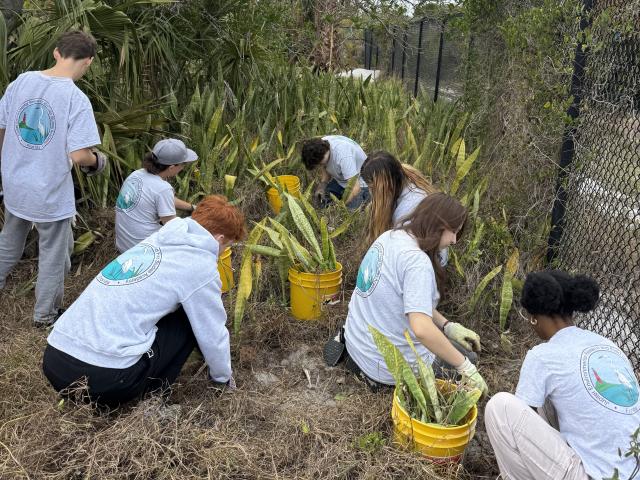Group of young volunteers wearing matching shirts harvesting tall plants into yellow buckets near a chain-link fence on a cloudy day.