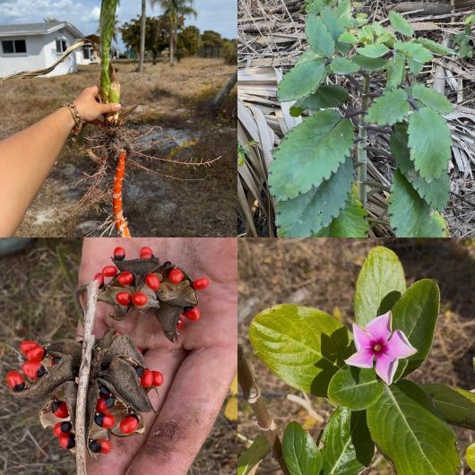 Four images: hand holding a plant with exposed roots, green leafy plant, hand holding dried seed pods with red seeds, and pink flower with green leaves.