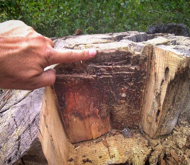 mark on bearing tree