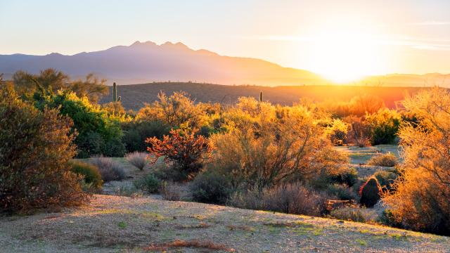 Sunset casting golden light over a desert landscape with cacti and distant mountains under a clear sky.