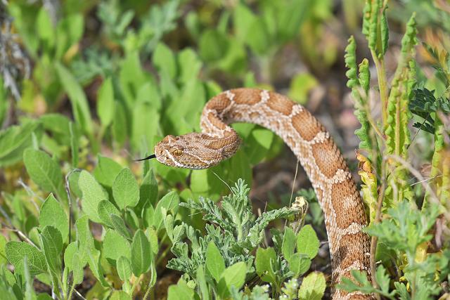 A snake with light brown patterns on top of tan skin, with its tongue extended, rising up among bright green plants and leaves.