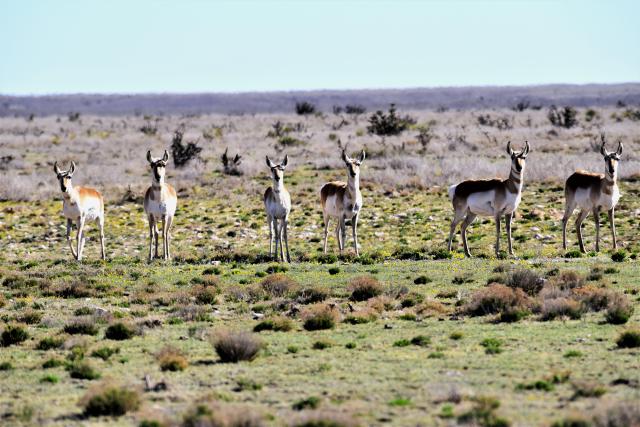 6 pronghorn antelope stand in a row in a high desert landscape, with shrubs in the foreground and low mountains in the background, underneath a clear blue sky.