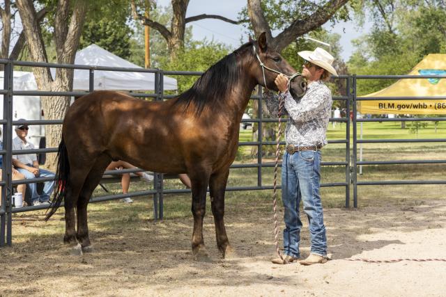 A horse trainer pets and calms the wild horse during a demonstration in WY.