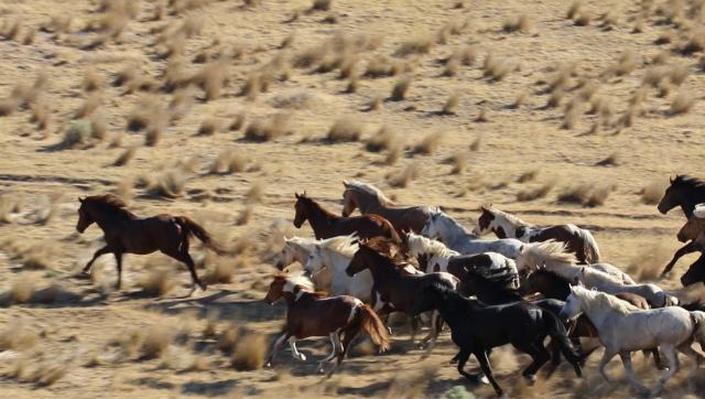 2026 Saylor Creek wild horse gather