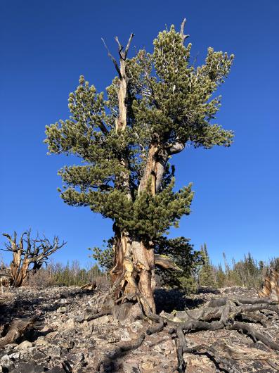 Whitebark pine tree