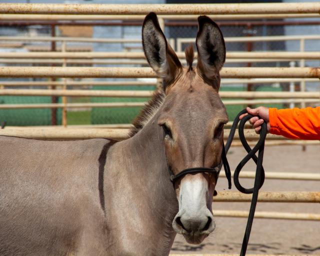 A light brown burro wearing a black halter stands in a corral while a person holds its lead rope.