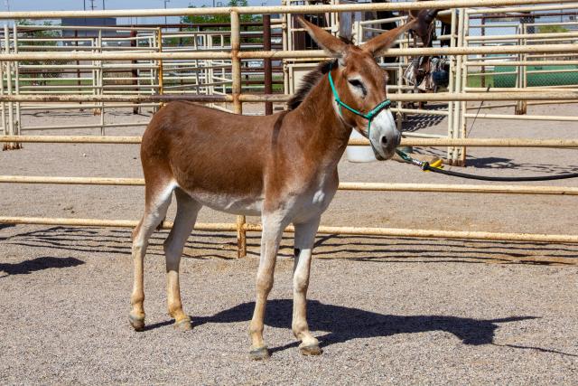 A brown and white burro stands in a fenced outdoor pen wearing a green halter.