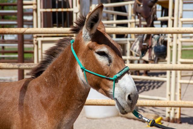 A brown burro wearing a green halter stands in a corral during training.