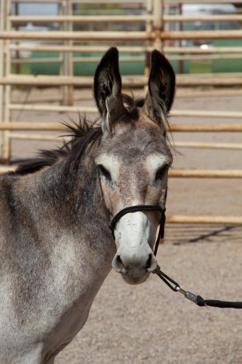 A gray and brown burro wearing a black halter looks toward the camera while standing in a corral.