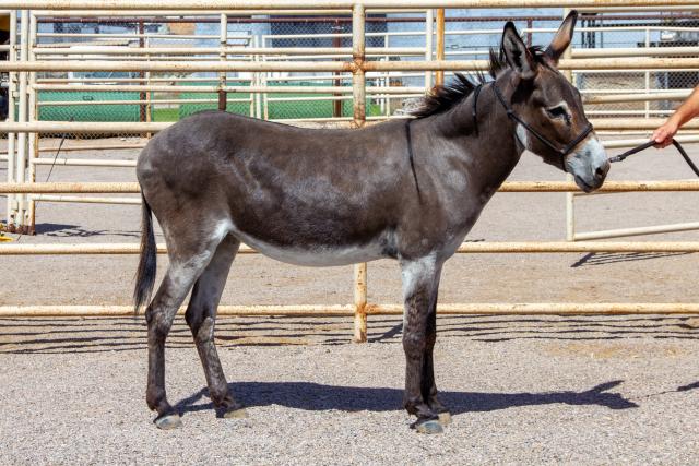 A dark gray burro wearing a halter stands in a corral while a person holds its lead rope.