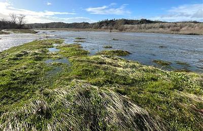 A wetland next to a river.