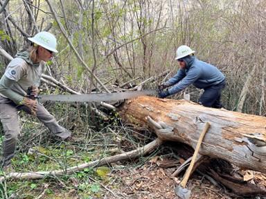 Trail restoration work with a two person hand saw cutting the trunk of a downed tree.