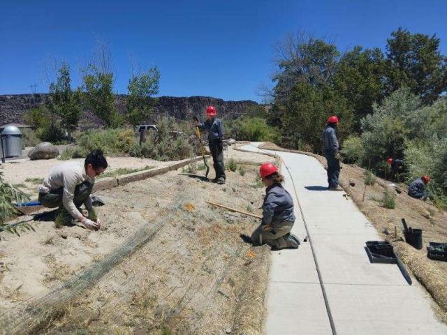 Image of crew planting in park like setting