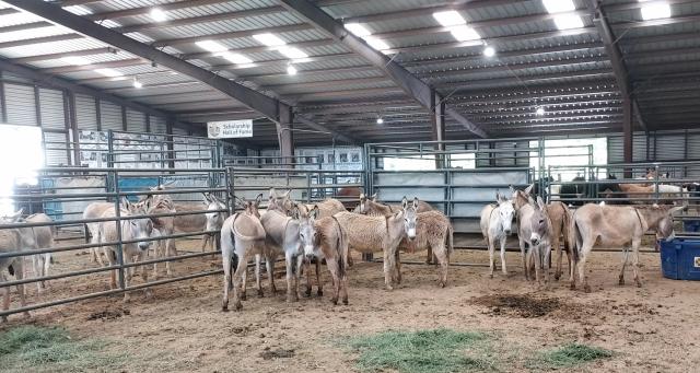 A large group of donkeys standing together inside a covered livestock facility. They are in metal pens on a dirt floor with scattered hay. The building has high ceilings with metal beams and bright overhead lights.
