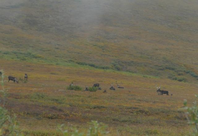 Several caribou stand in a misty tundra valley. 
