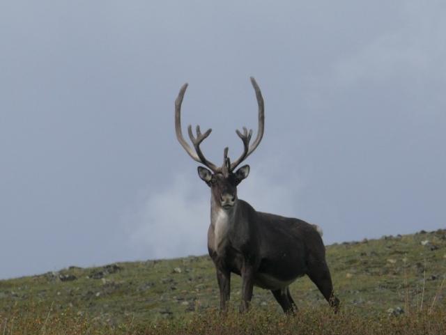 A lone caribou stands against a gray sky. 