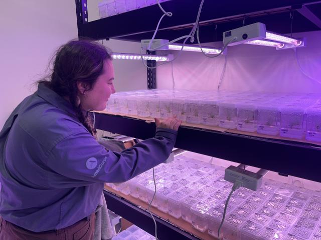 Image of student looking at BSU research