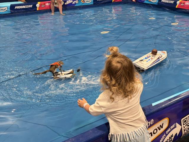 A small child stands at the edge of a shallow demonstration pool watching a trained squirrel ride a tiny water ski that is being pulled by a remote‑controlled toy boat. Several people stand around the pool, and branding for the event is visible along the pool’s edge.