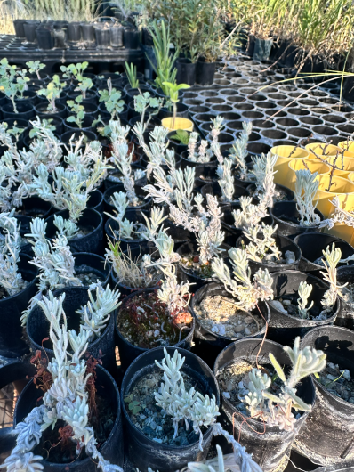 Image of sagebrush seedlings
