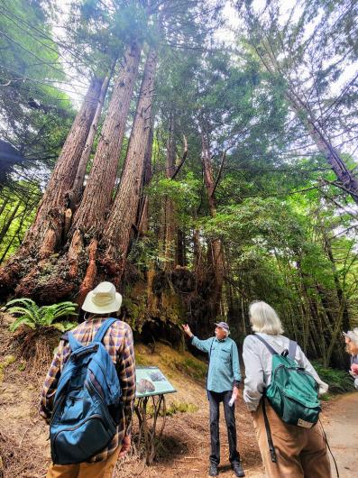 Three people standing on trail in thick forest talking and gazing at large trees