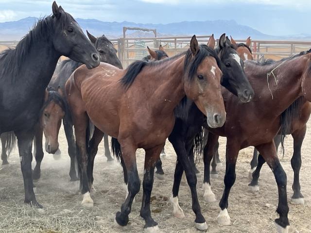 A group of brown and black horses in poor body condition with ribs showing. 