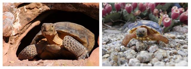 A comparison collage of two tortoises. A Mohave desert tortoise in the left frame and a Sonoran desert tortoise in the right frame.