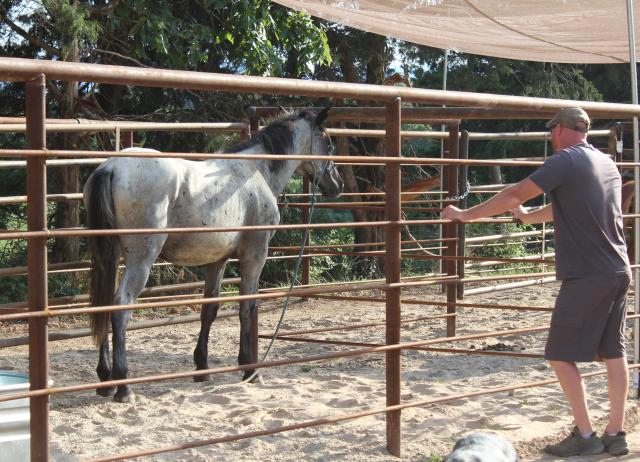 A photo showing Roccay Larock wearing a dark gray t-shirt and shorts, with a khaki ball cap and tennis shoes leaning against a pole fence corral and looking at a thin light gray horse.